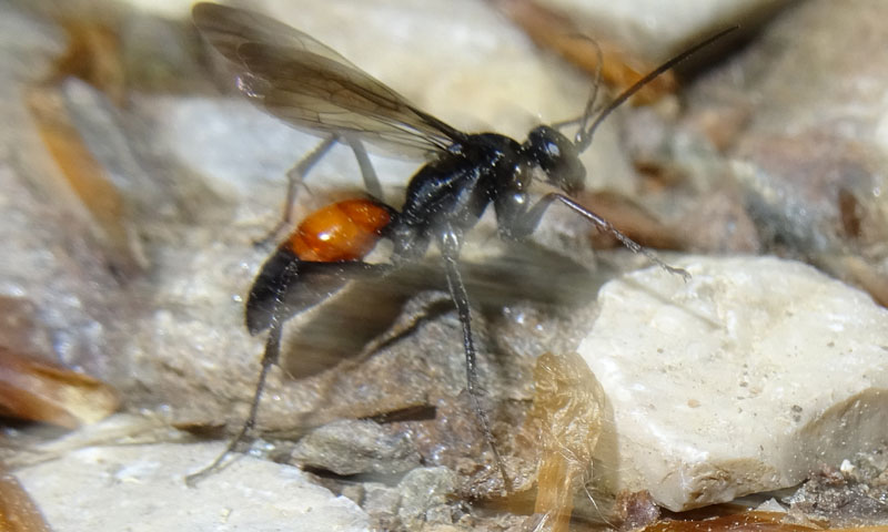 Pompilidae: Priocnemis sp.